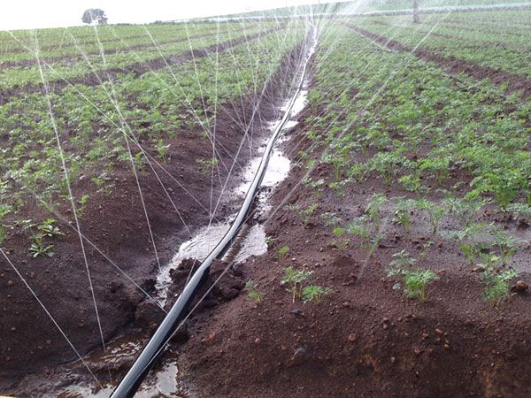 微喷带灌溉