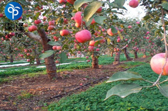 银川苹果树滴灌管