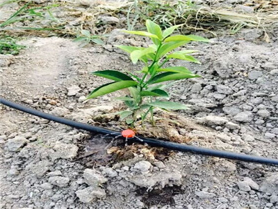 Citrus drip irrigation, water and fertilizer integration project, high-efficiency water-saving irrig