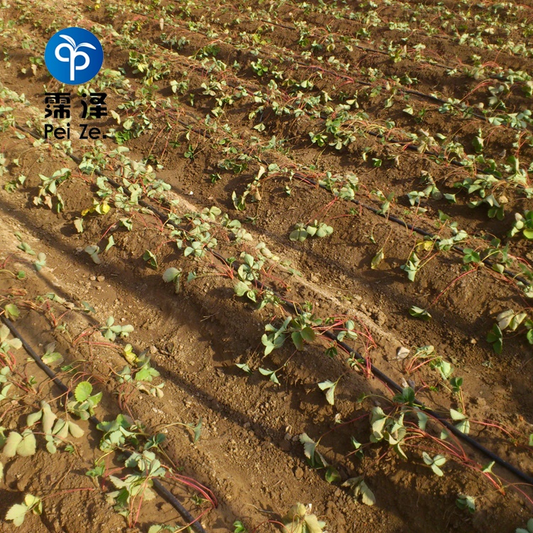 Drip irrigation of strawberry under plastic film in Greenhouse